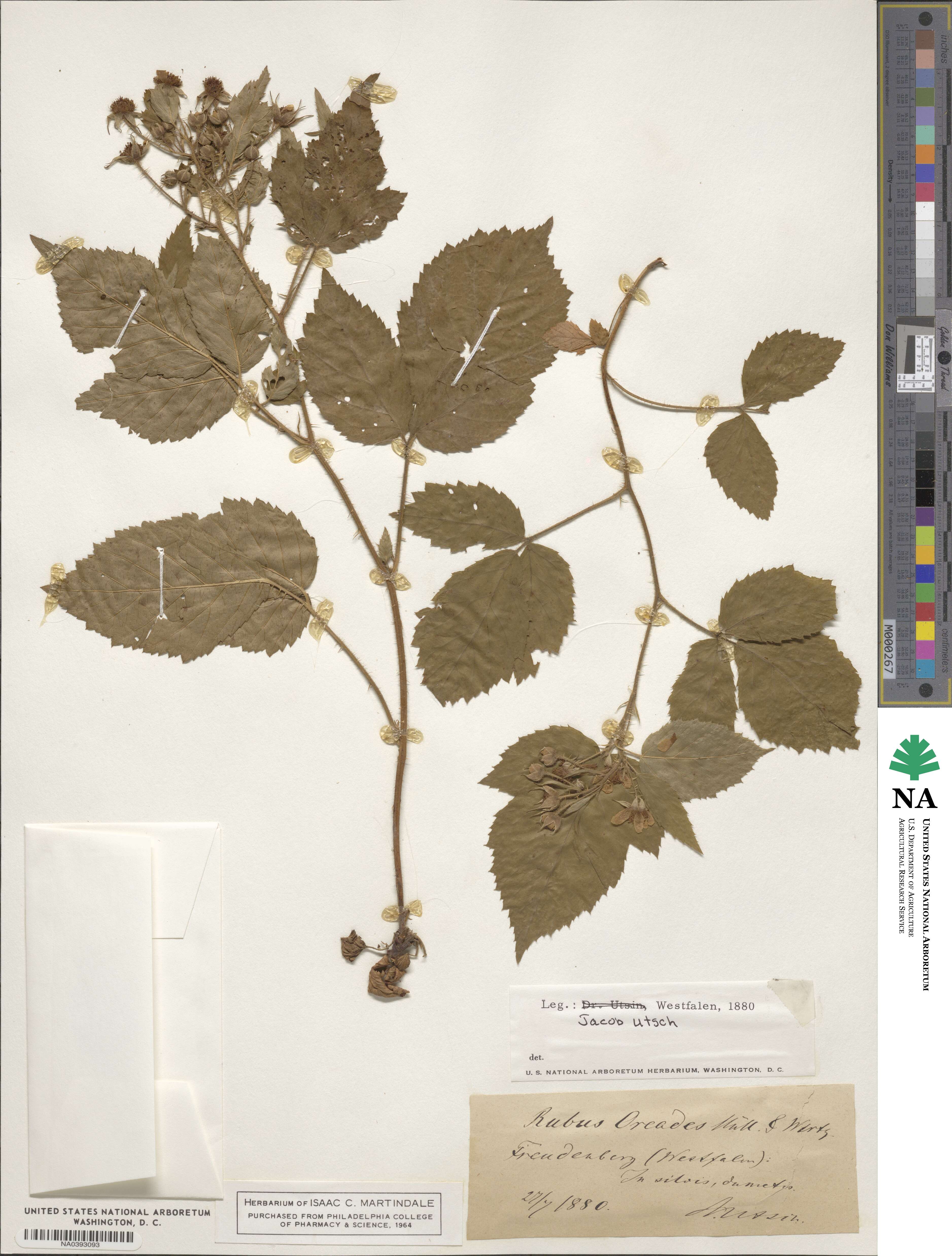Rubus oreades image