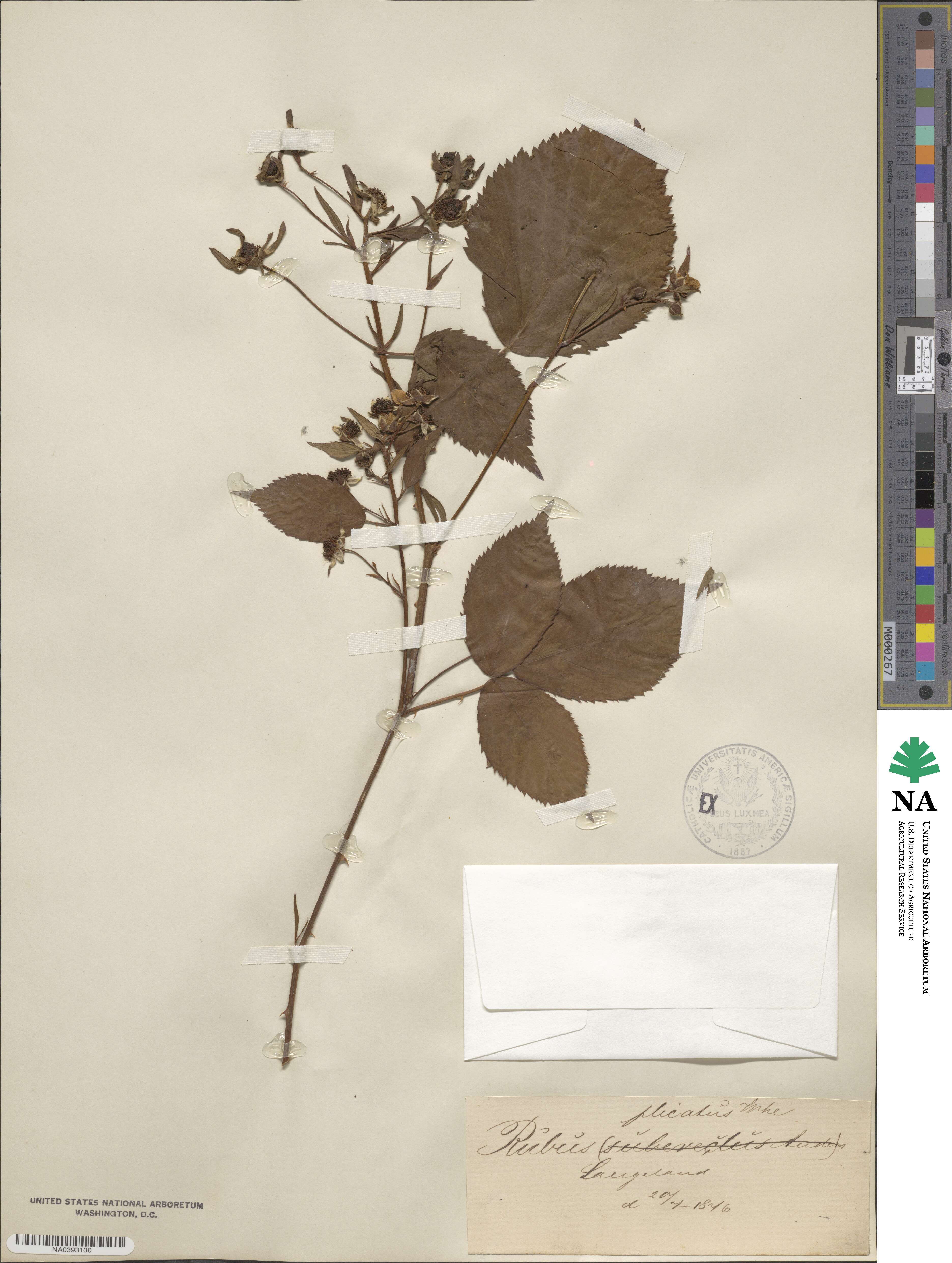 Rubus heterophyllus image