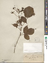 Rubus heterophyllus image