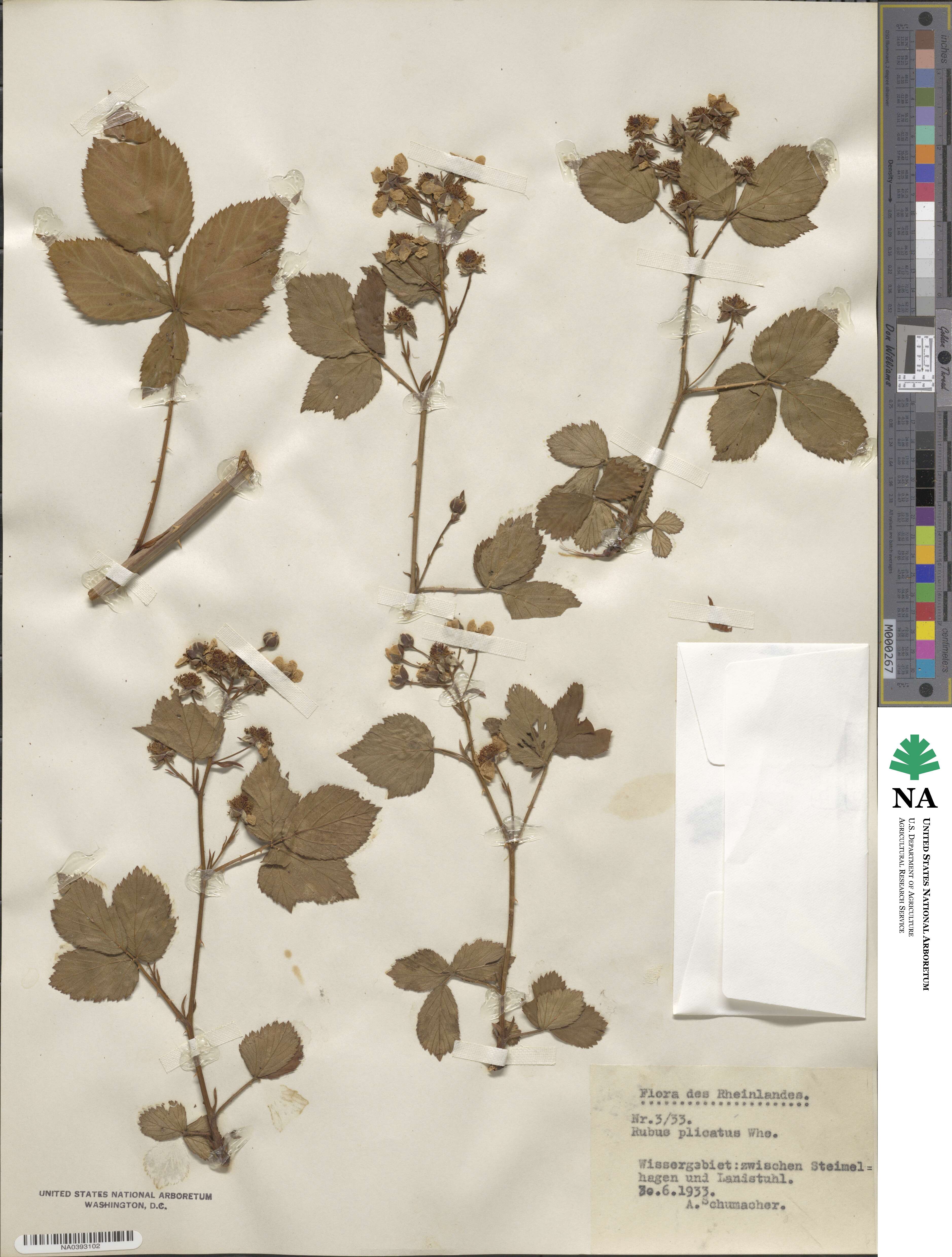 Rubus heterophyllus image