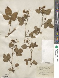 Rubus heterophyllus image