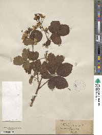 Rubus heterophyllus image