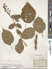 Rubus heterophyllus image