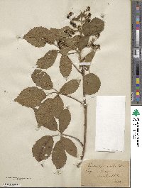 Rubus longithyrsiger image