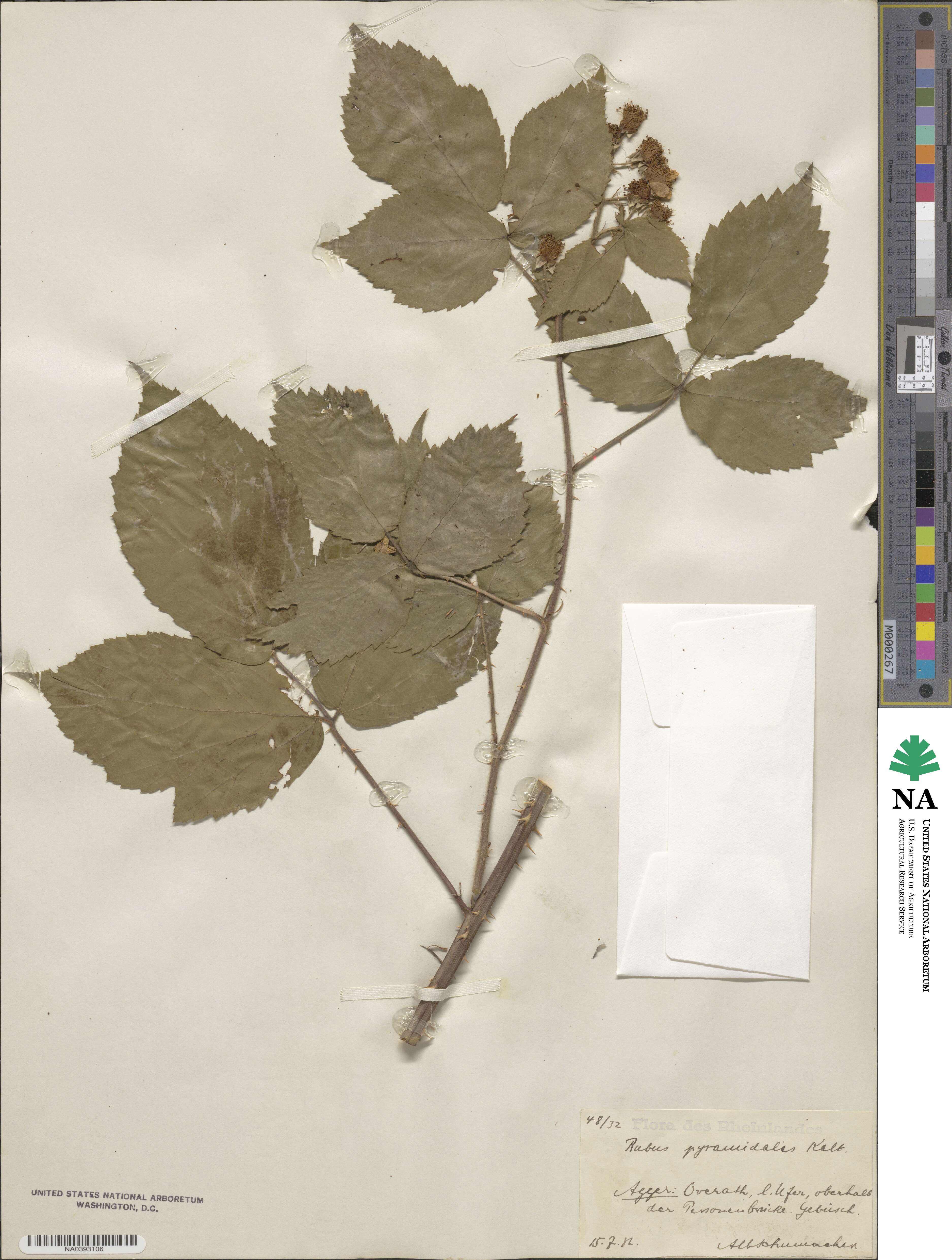 Rubus longithyrsiger image