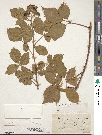 Rubus longithyrsiger image