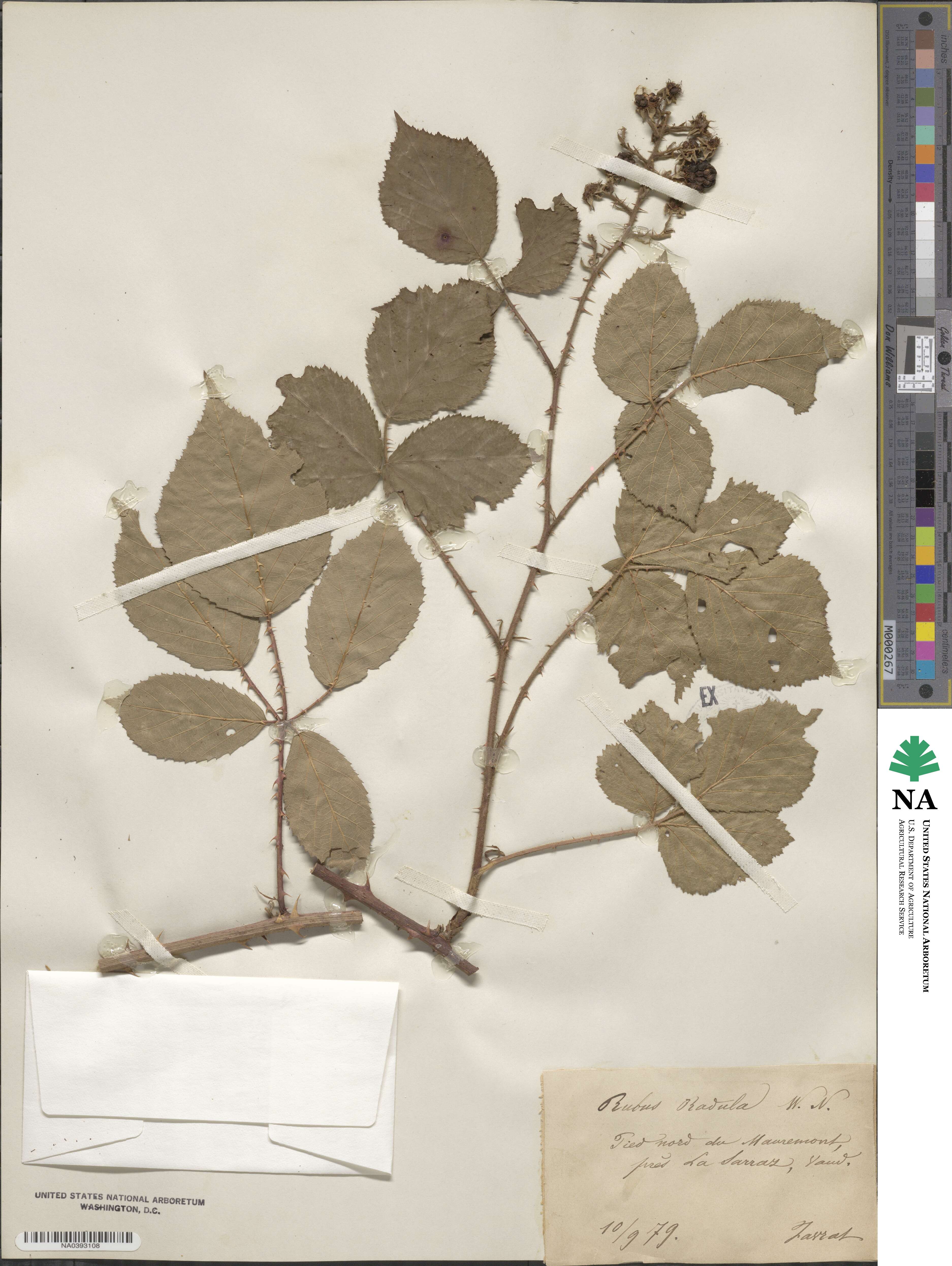 Rubus radula image