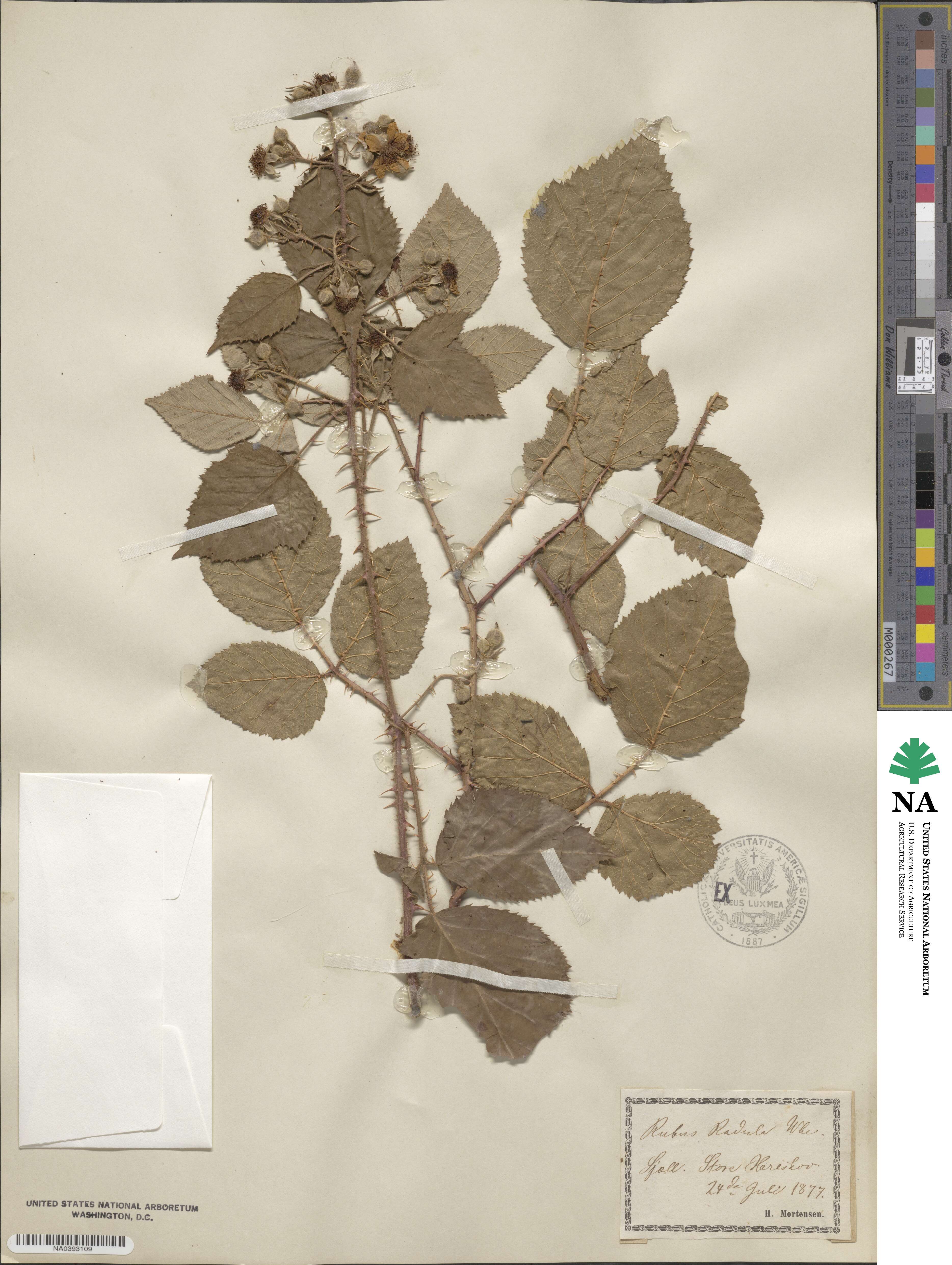 Rubus radula image