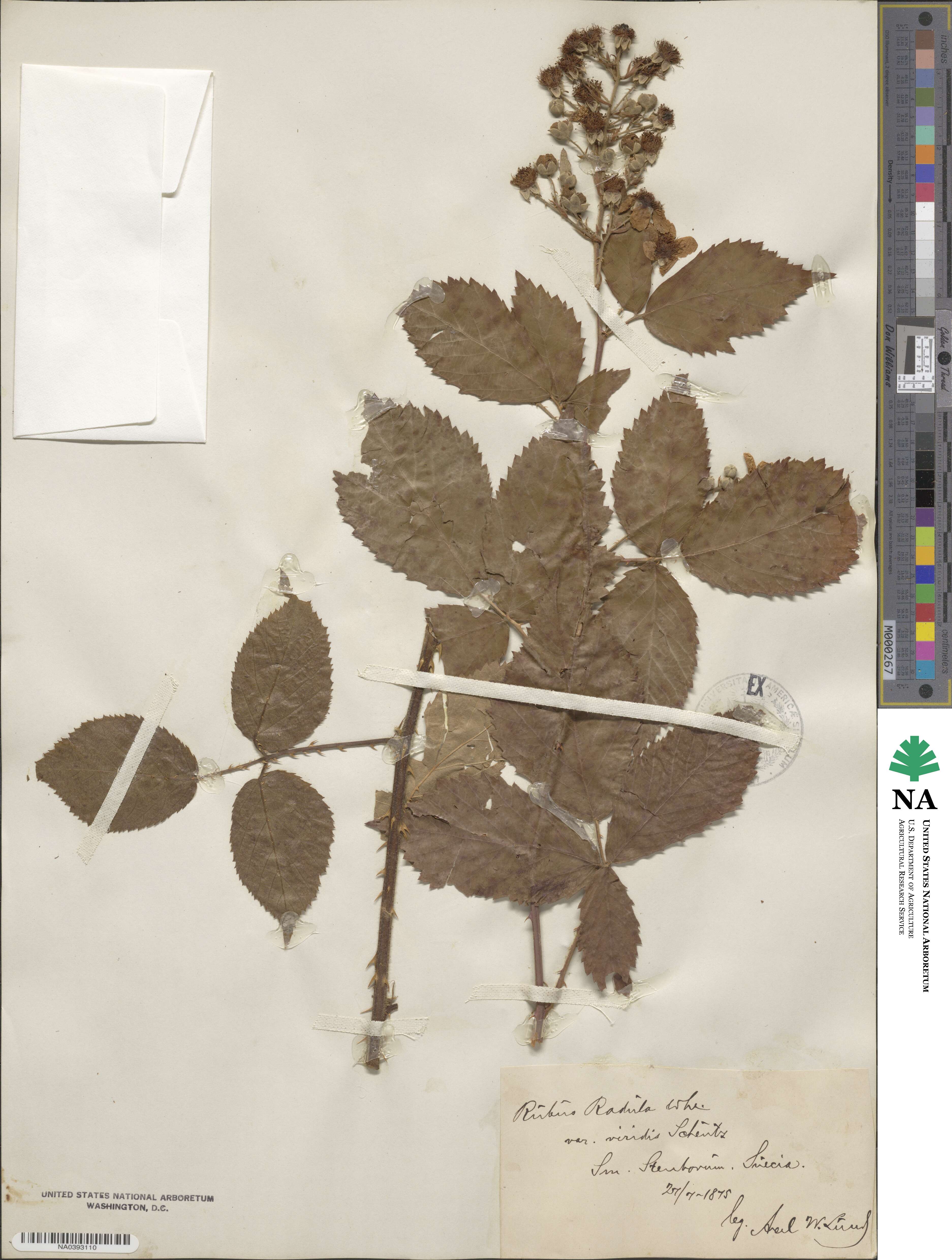 Rubus radula image