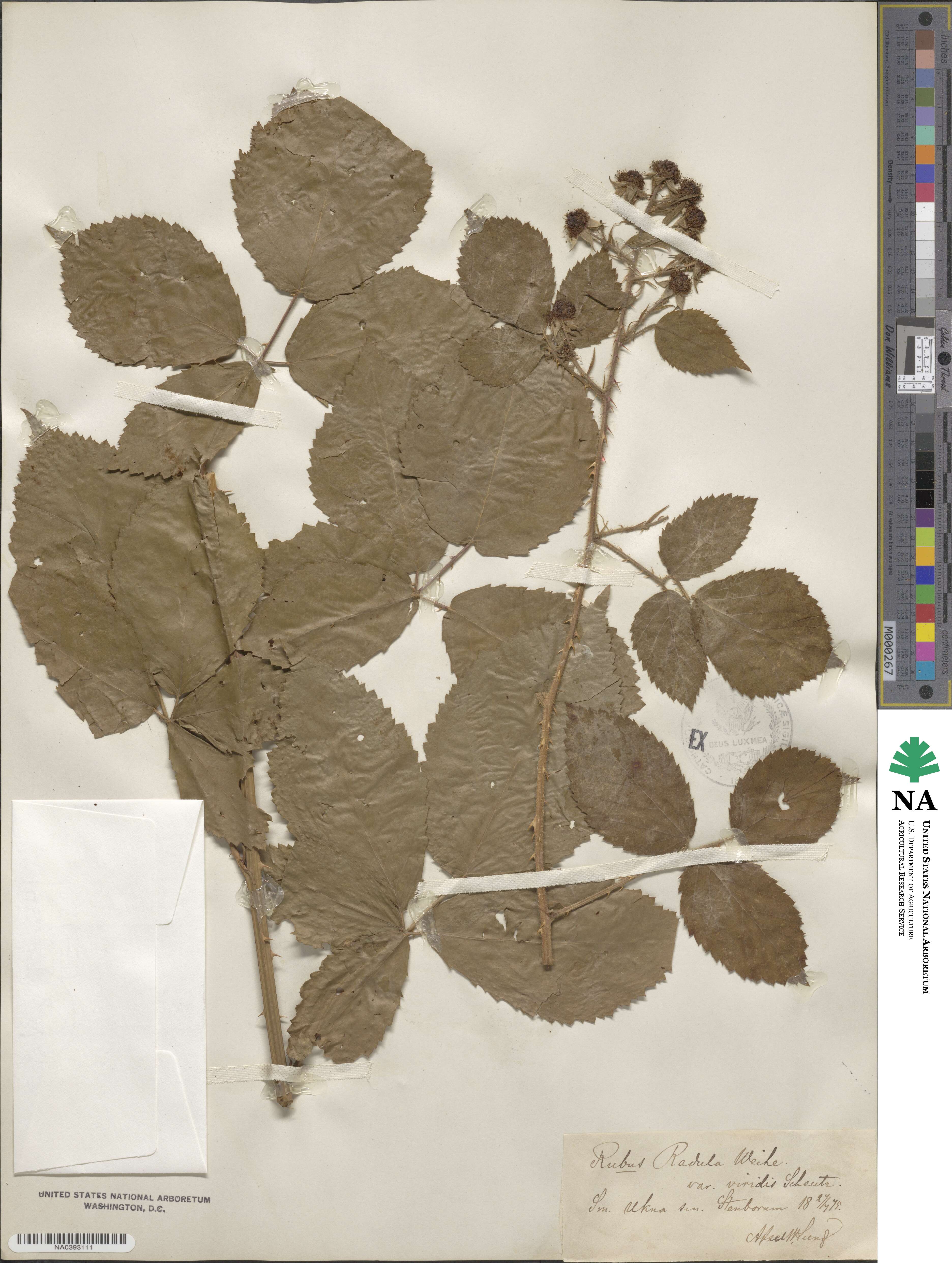 Rubus radula image