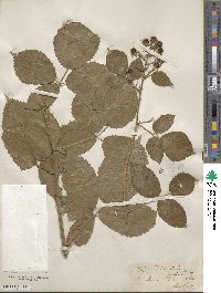 Rubus radula image