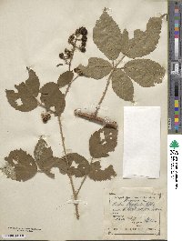 Rubus radula image