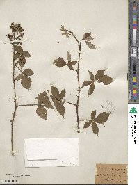 Rubus radula image