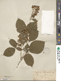 Rubus radula image