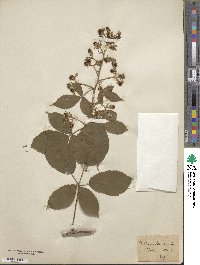 Rubus radula image