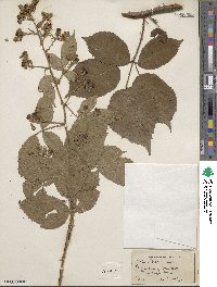 Rubus radula image