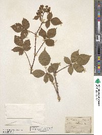 Rubus radula image