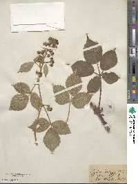 Rubus radula image