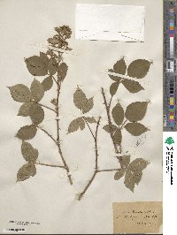 Rubus radula image