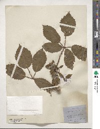 Rubus rhamnifolius image