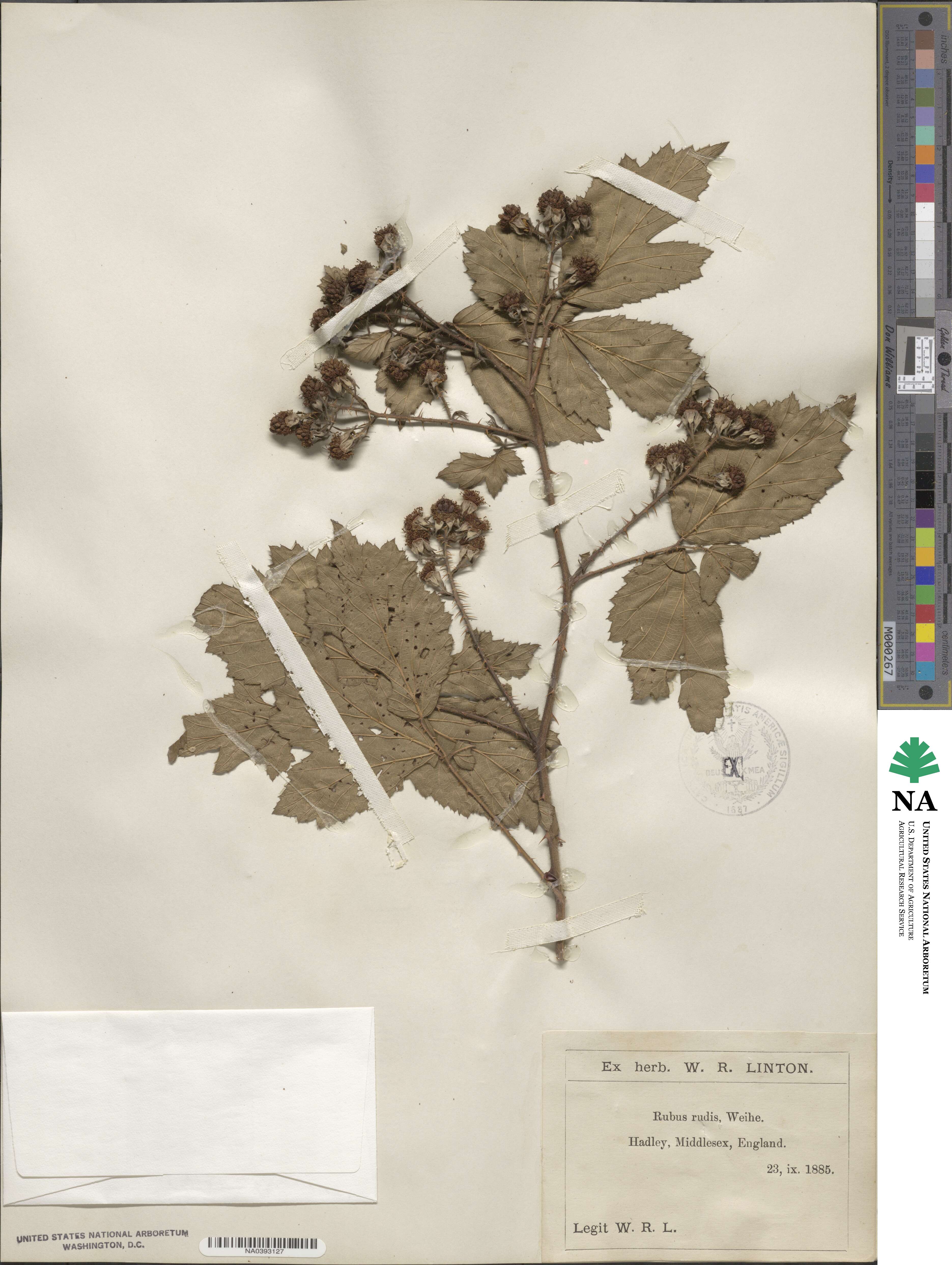 Rubus rudis image