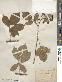 Rubus rudis image