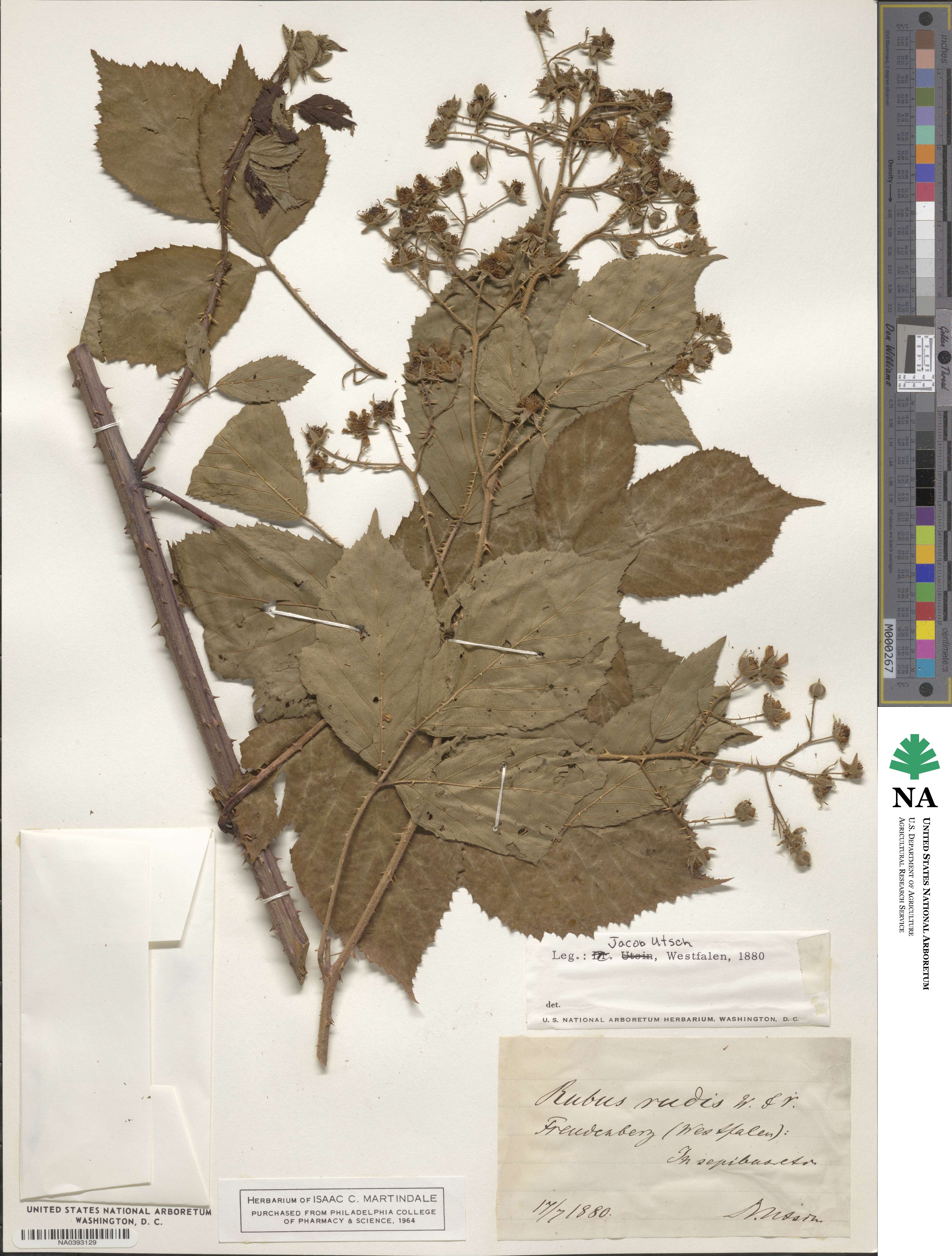 Rubus rudis image