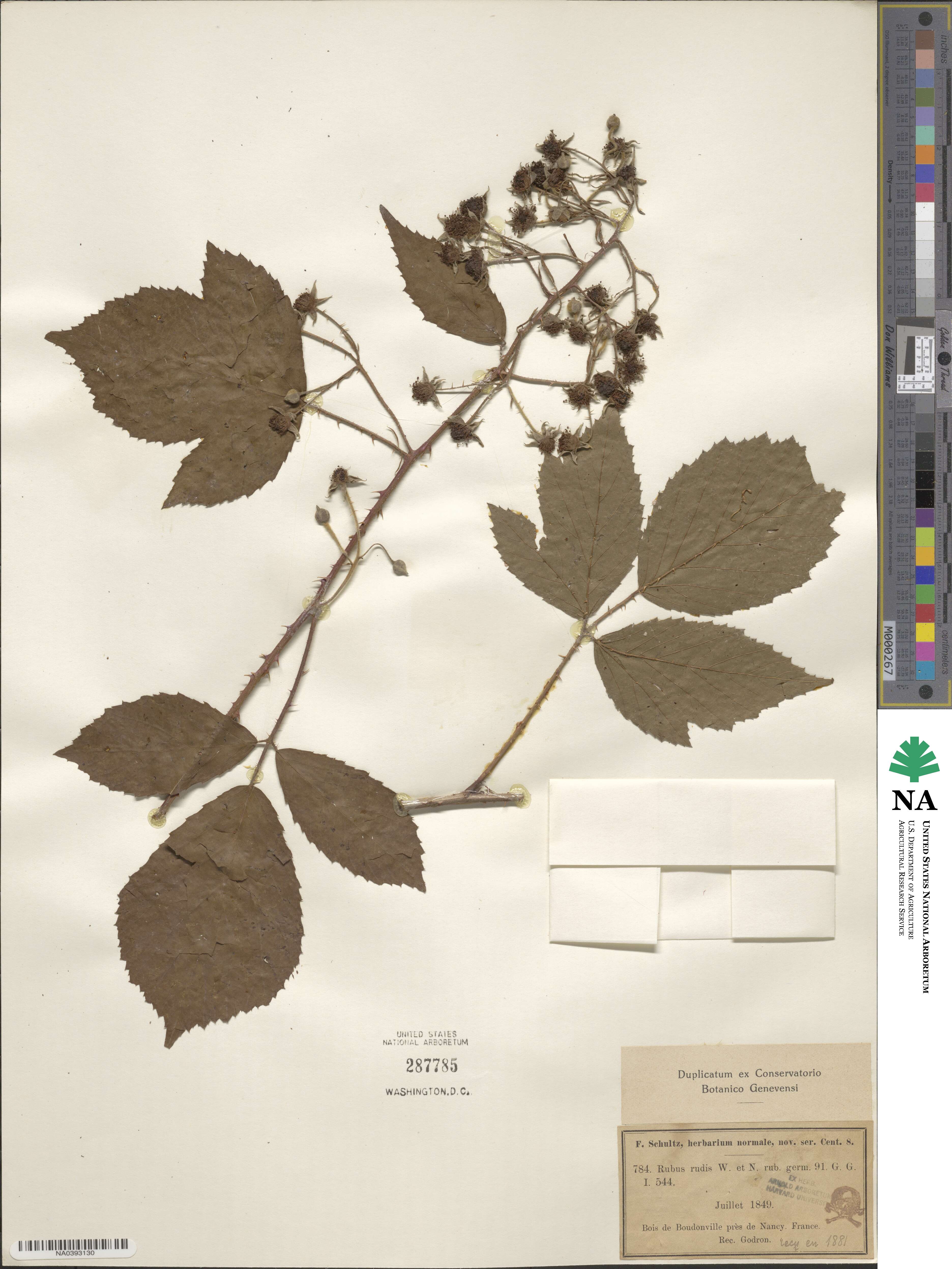 Rubus rudis image