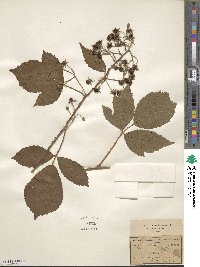 Rubus rudis image