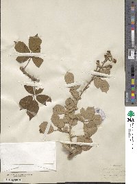 Rubus ulmifolius image