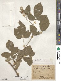 Rubus ulmifolius image