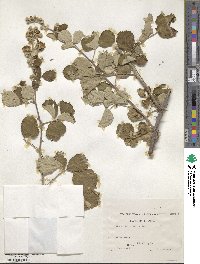 Rubus ulmifolius image