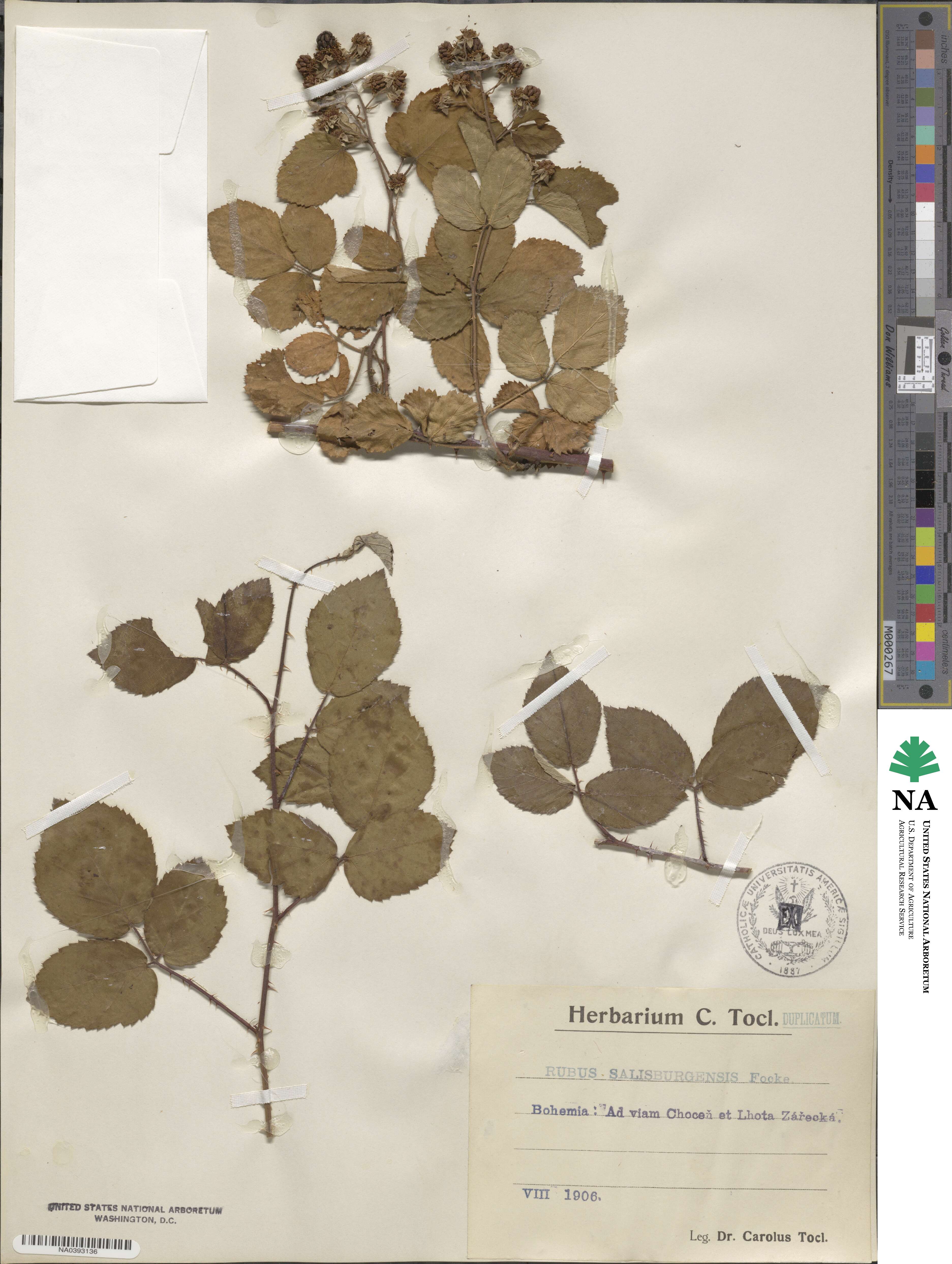 Rubus salisburgensis image
