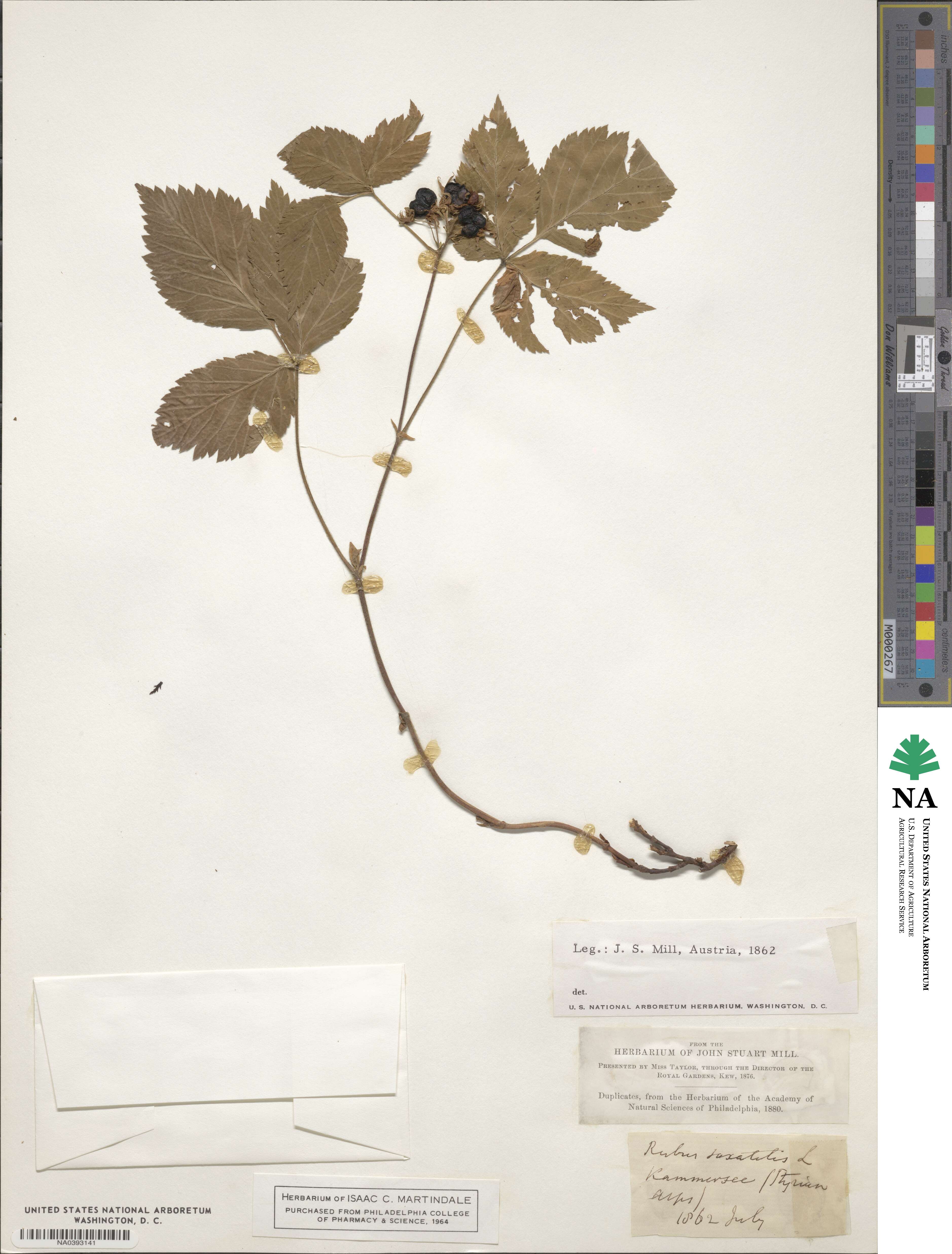Rubus saxatilis image