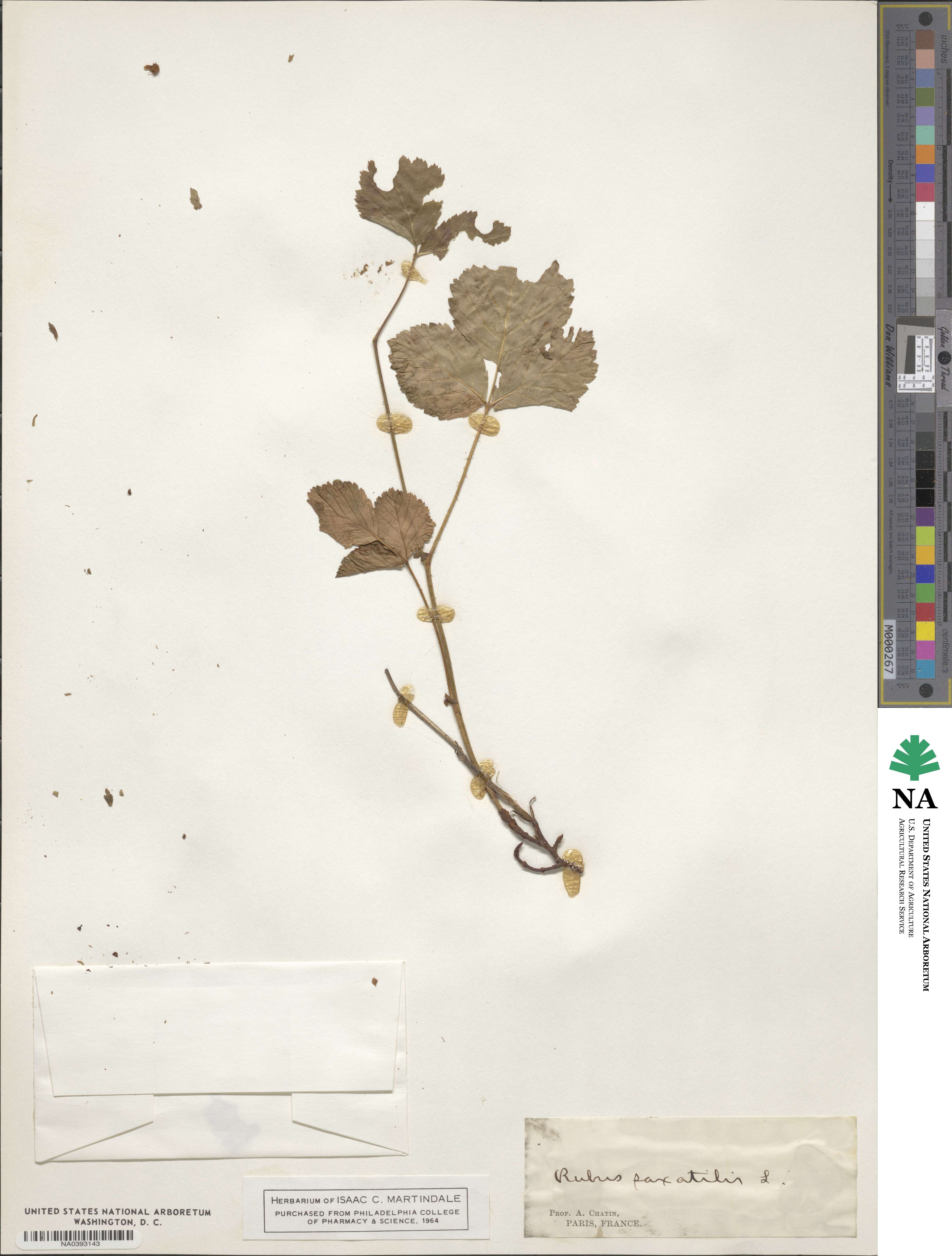 Rubus saxatilis image