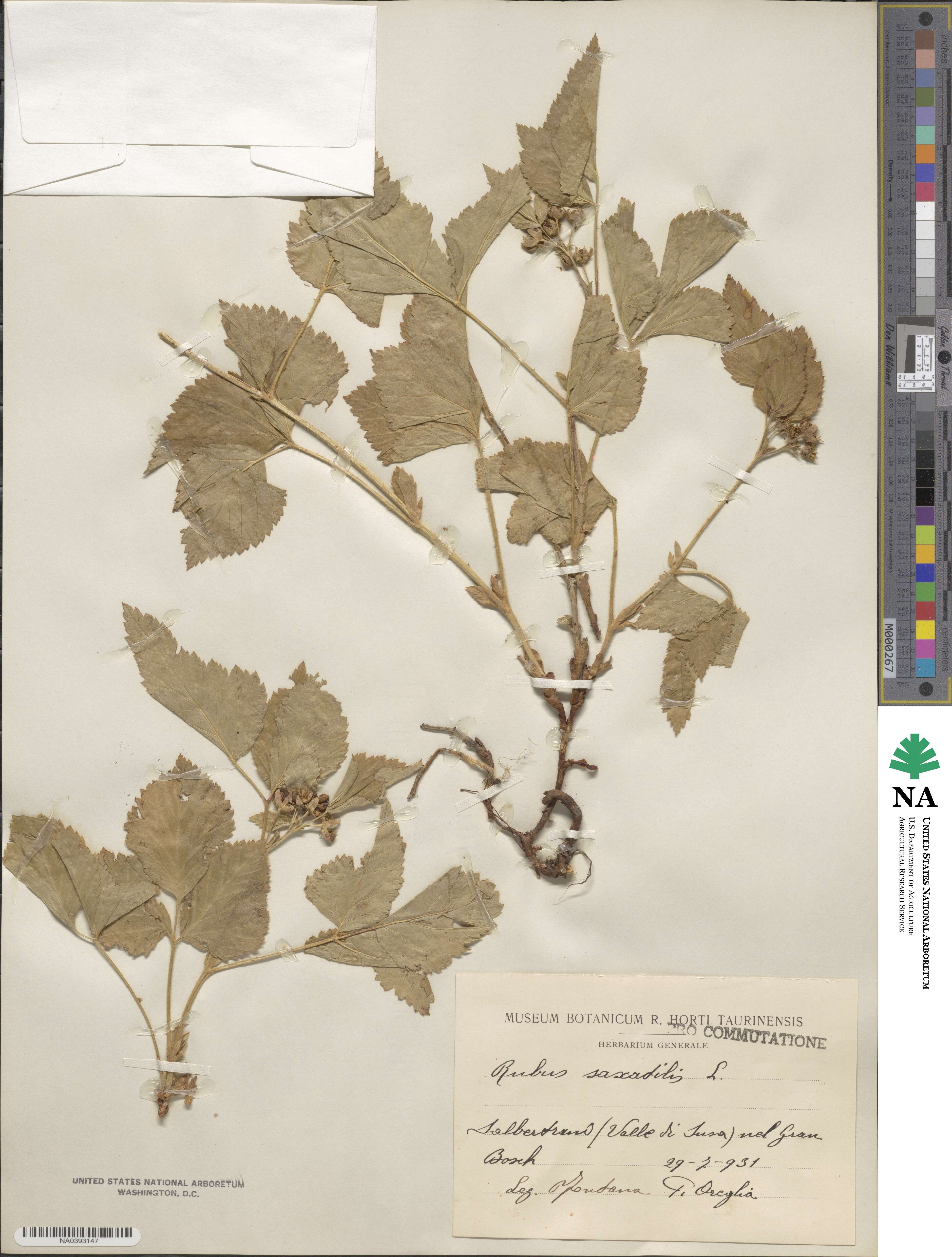 Rubus saxatilis image