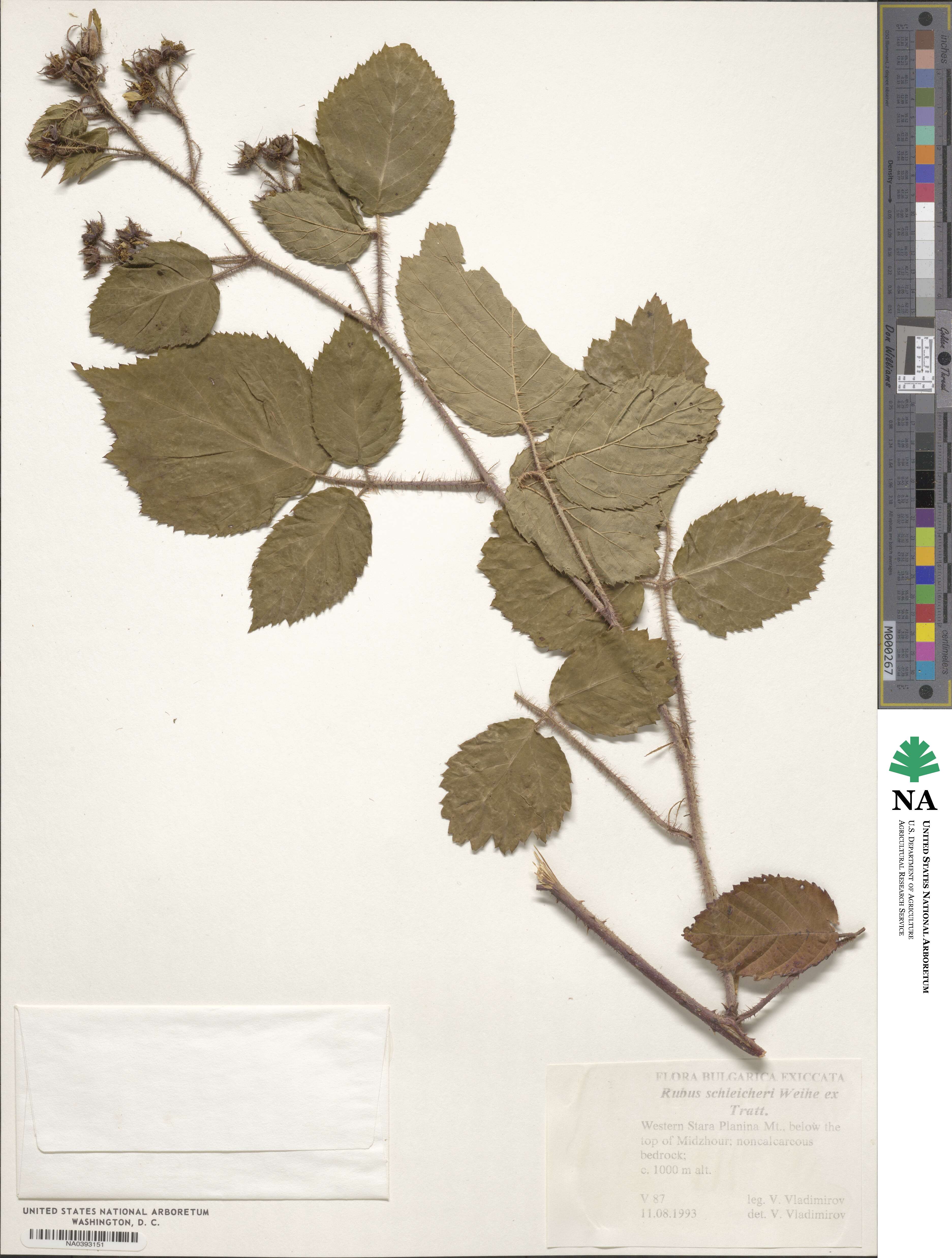 Rubus schleicheri image