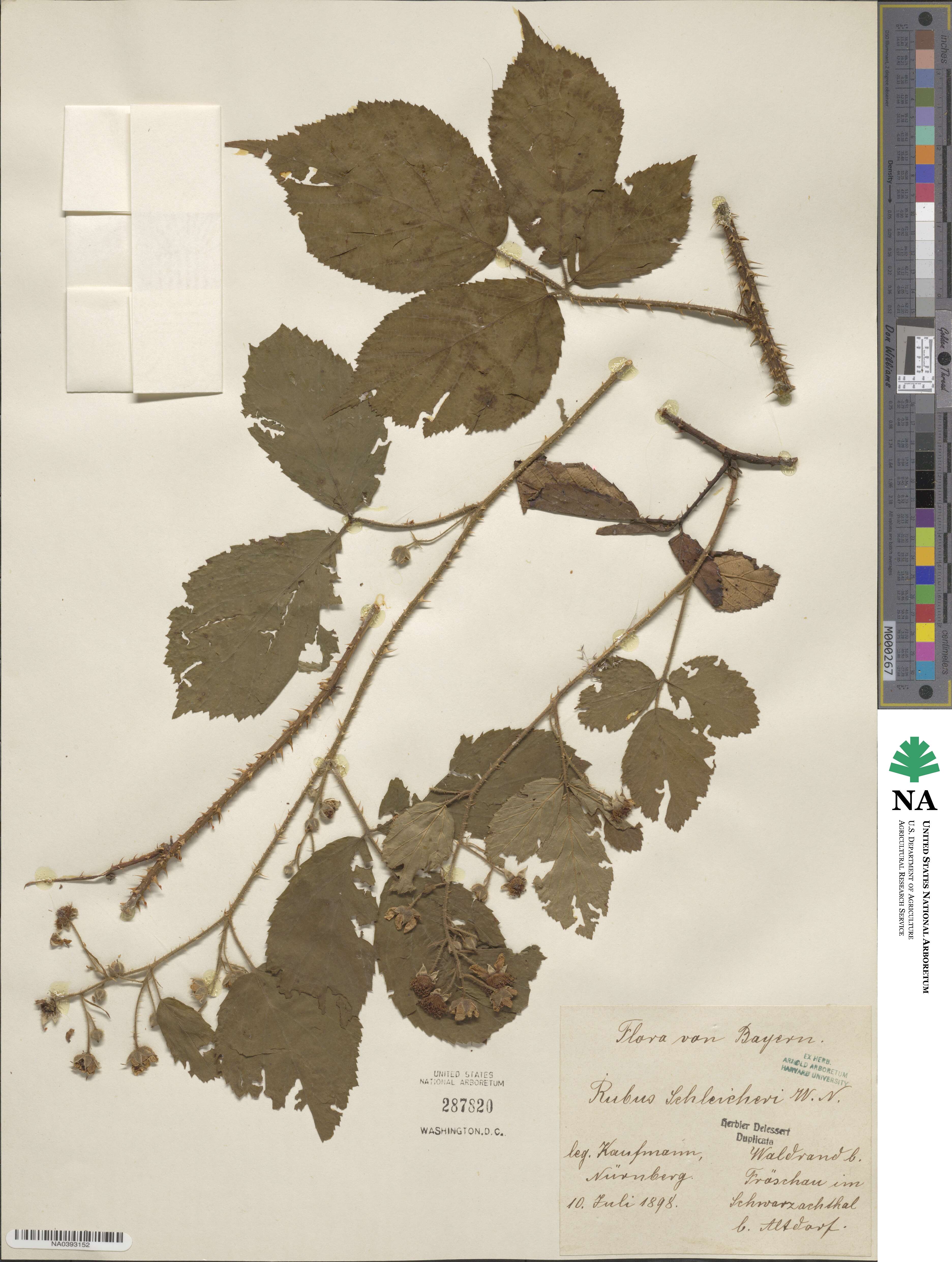 Rubus schleicheri image