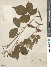 Rubus schleicheri image