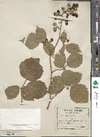 Rubus silvaticus image