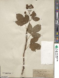 Rubus silvaticus image