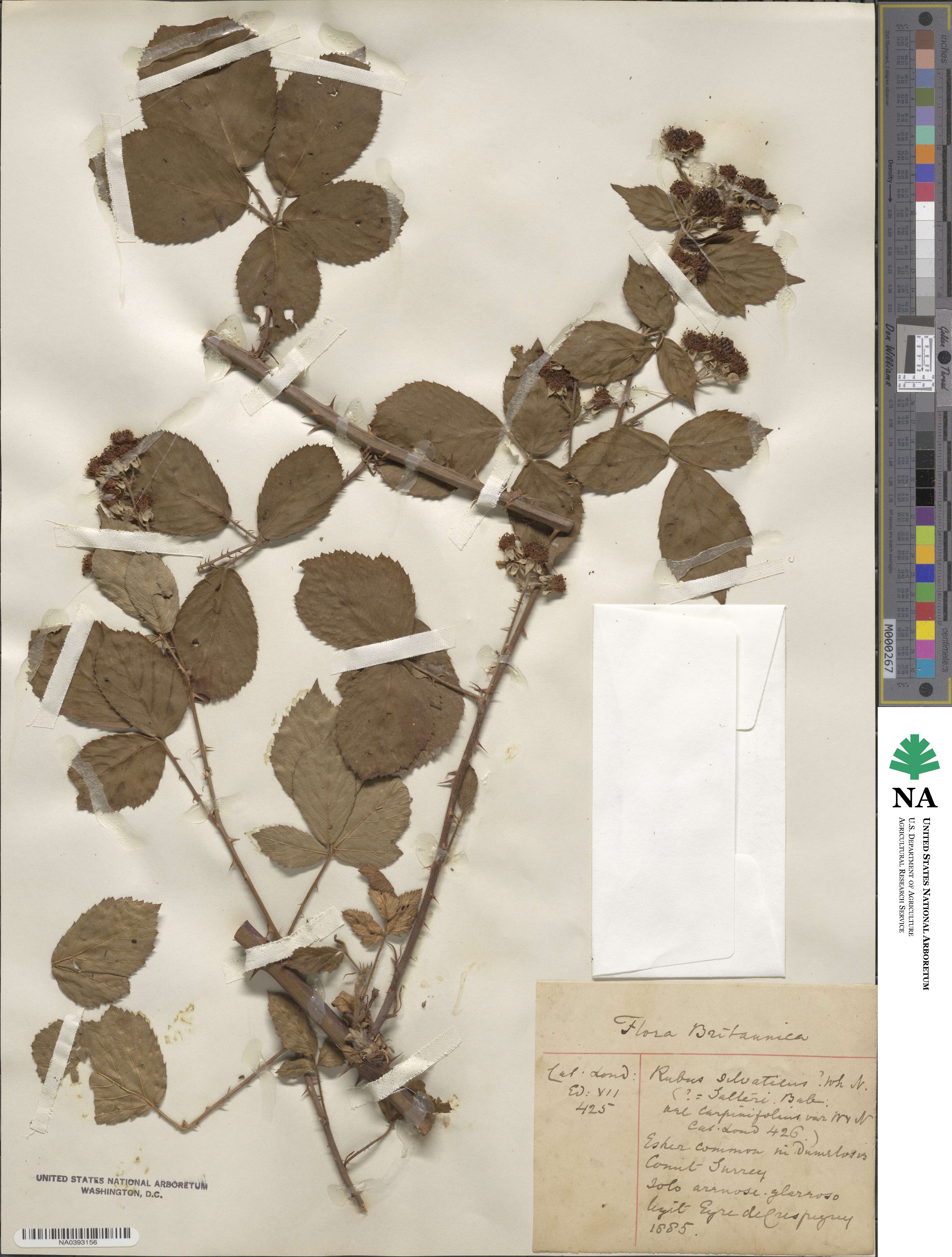 Rubus silvaticus image