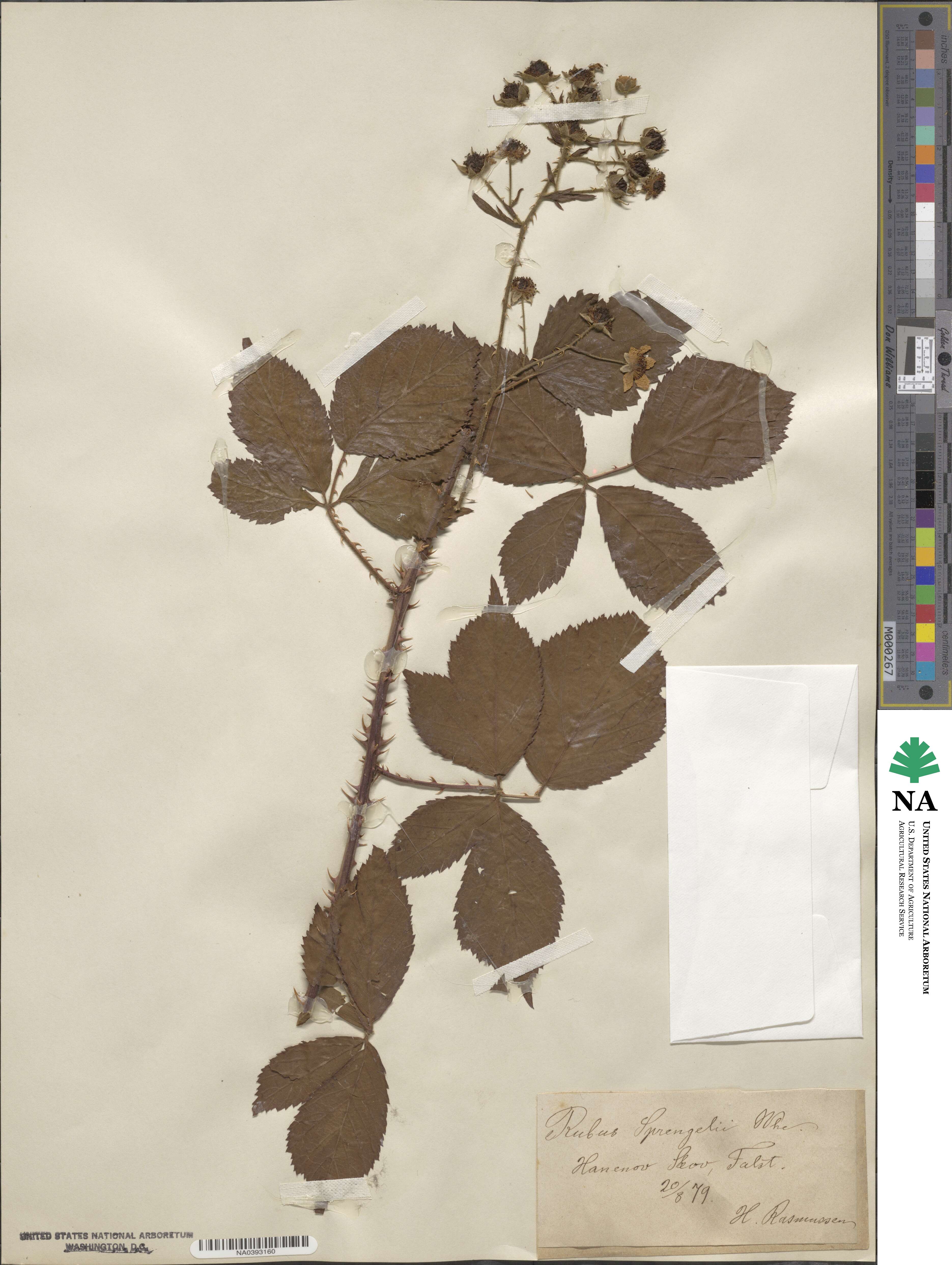 Rubus sprengelii image