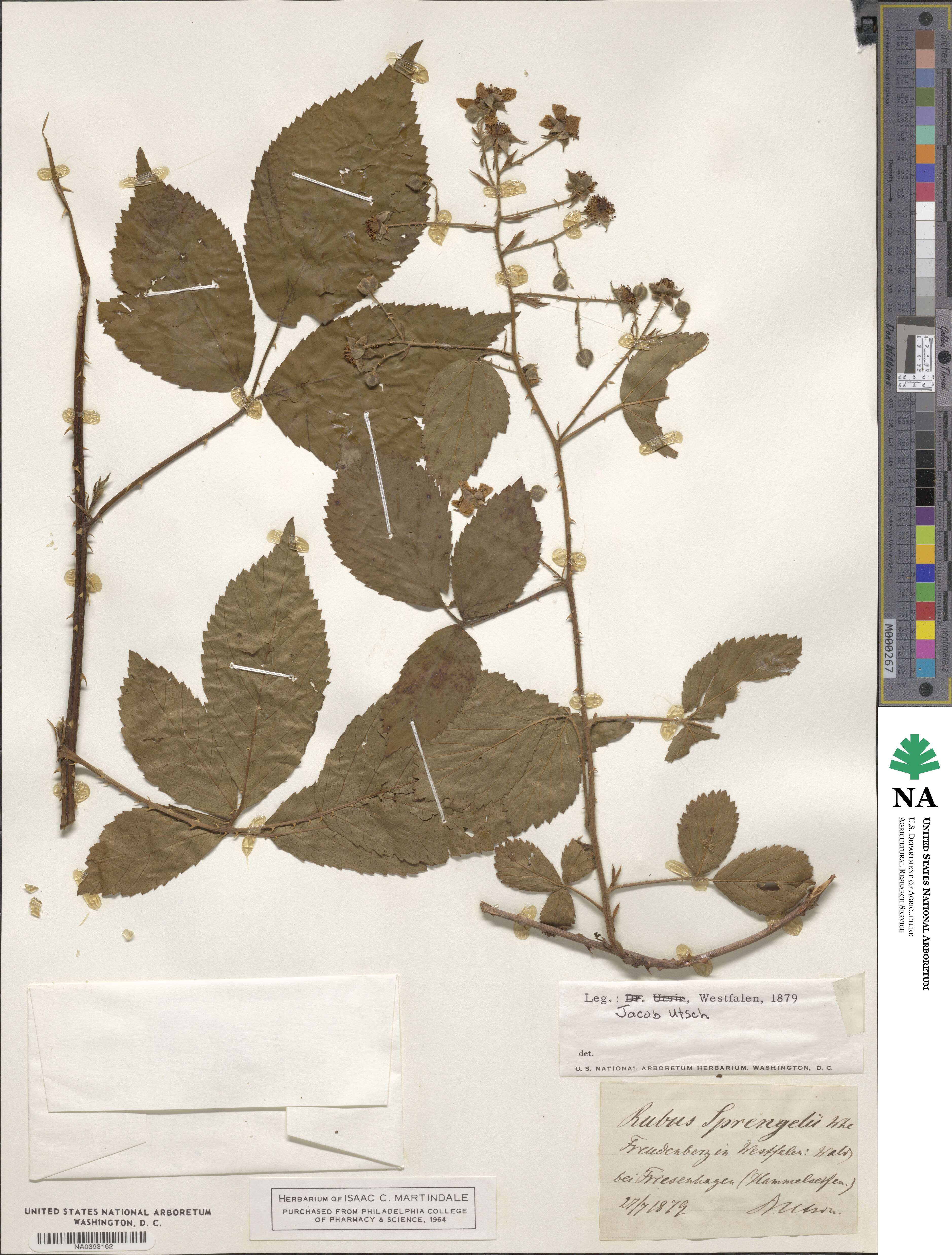 Rubus sprengelii image