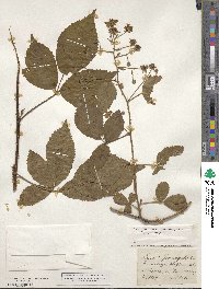 Rubus sprengelii image