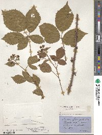 Rubus sprengelii image