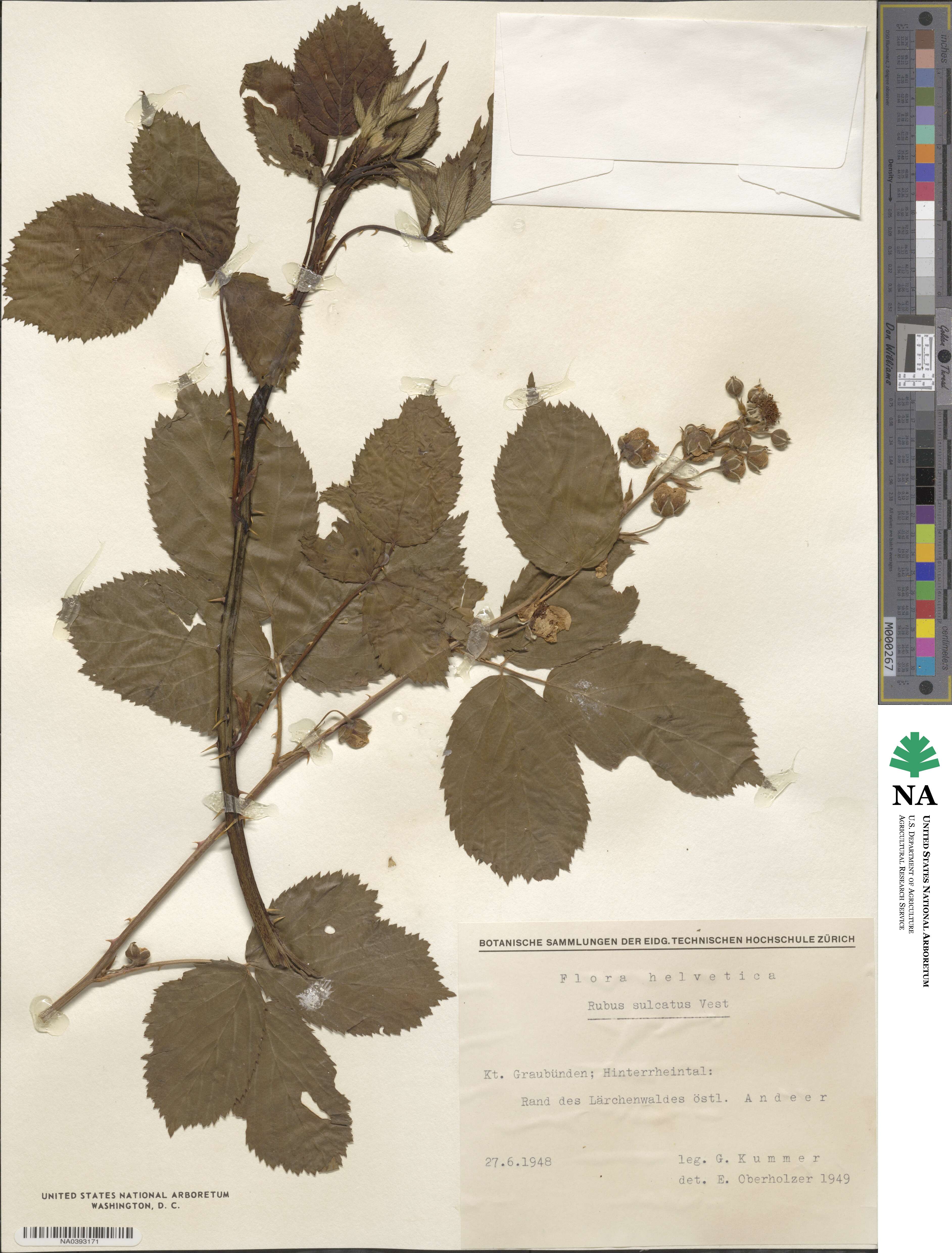 Rubus sulcatus image
