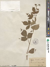 Rubus sulcatus image