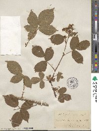 Rubus sulcatus image