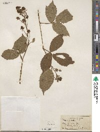 Rubus sulcatus image